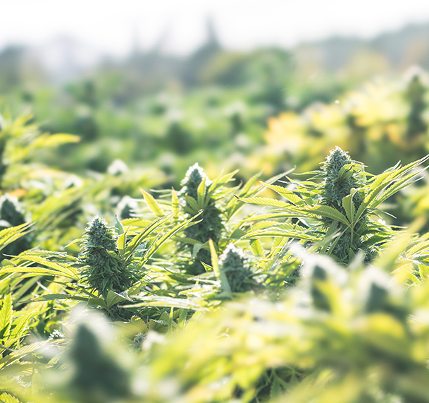 STADA führt medizinisches Cannabis zur Therapie bei chronischen Schmerzpatienten ein