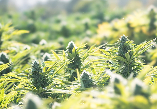 STADA launches medical cannabis for therapy of chronic pain patients